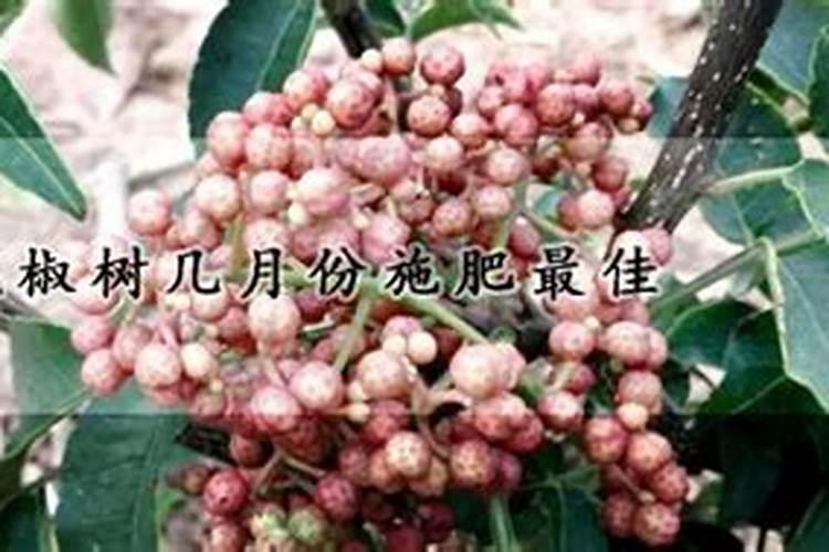 花椒树几月份施肥最佳