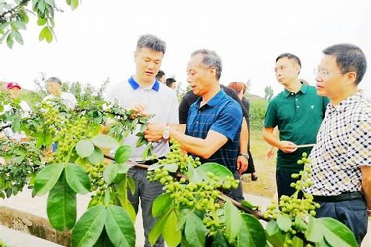 九叶青花椒栽后多久施肥的问题？