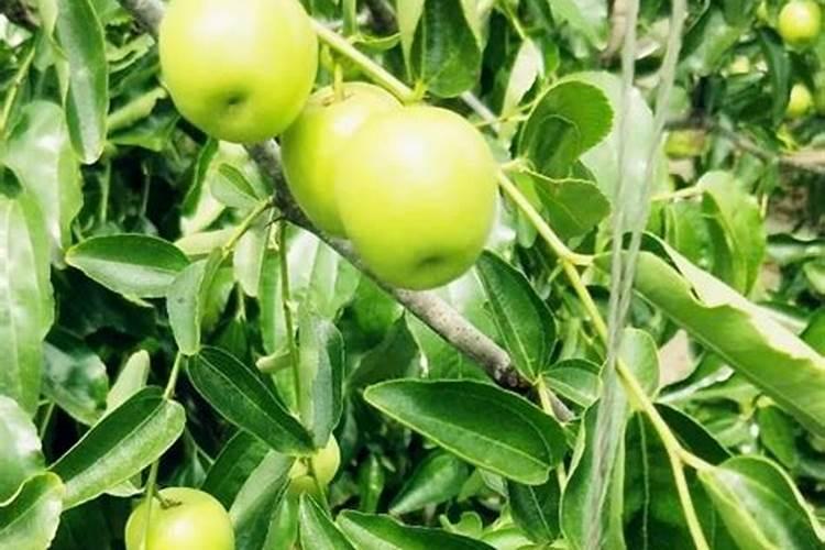 您好我家杨树(二年)前十天浇了一次追了高氮追肥现在叶子干了一大部分...