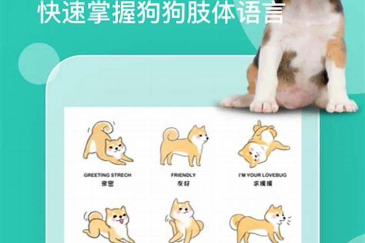 玉米缺磷会出现哪些症状？