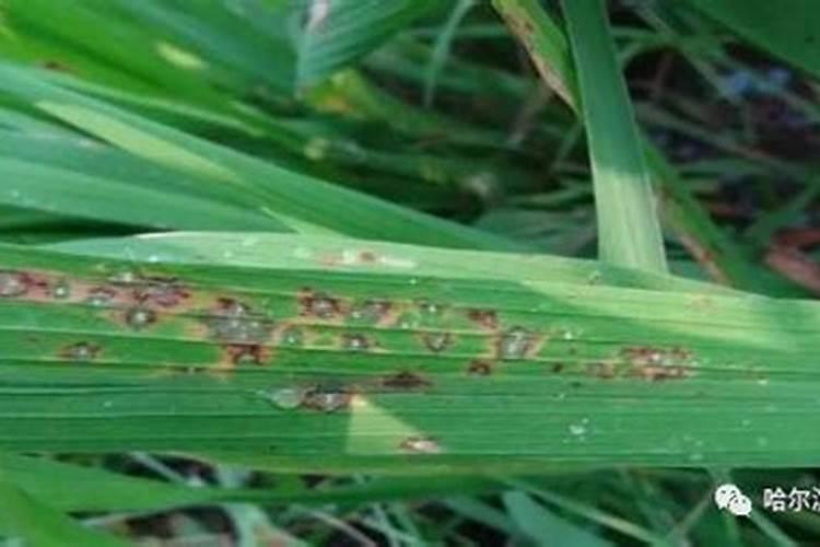 国投罗钾的发展历程中面临哪些挑战？如何实现“从三顶帐篷到钾肥巨头”的...