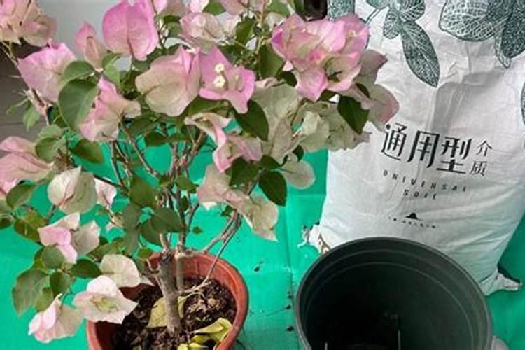 猕猴桃施肥的最佳时间 猕猴桃什么时候施肥