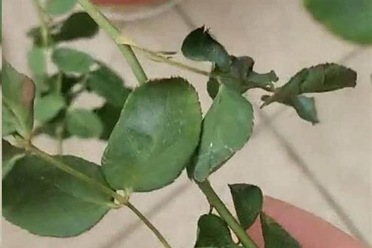 植物磷肥过量叶片特征,对植物生长的影响