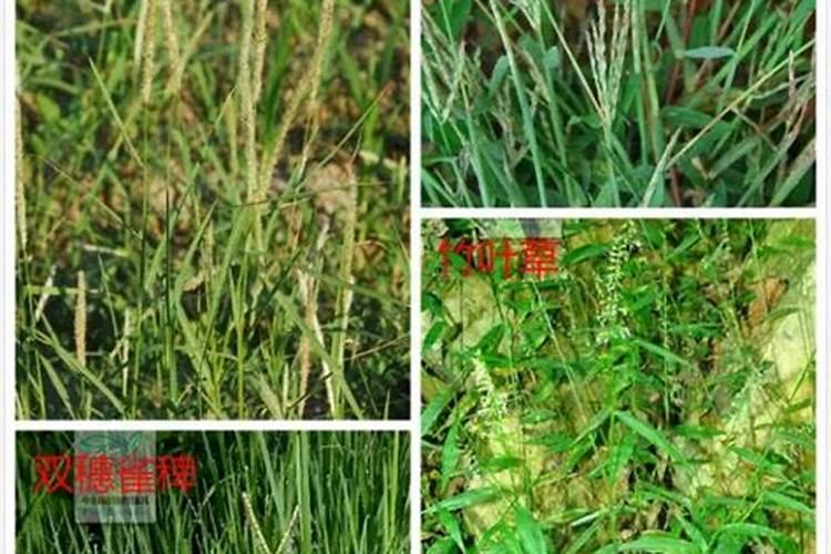 棉花施肥使用什么肥料？棉花该如何施肥？