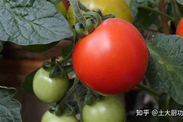 西红柿用什么叶面肥比较好