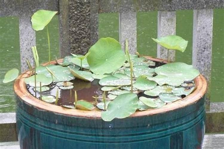 莴笋膨大长粗用什么肥或药