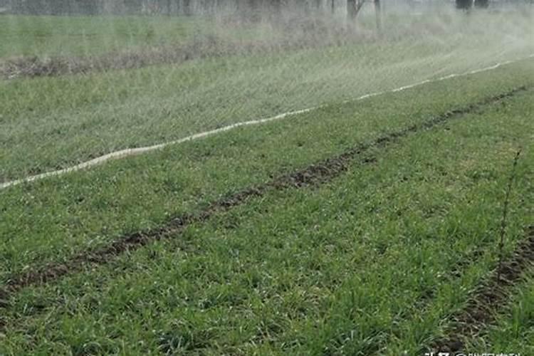 水果种子——龙眼盆栽