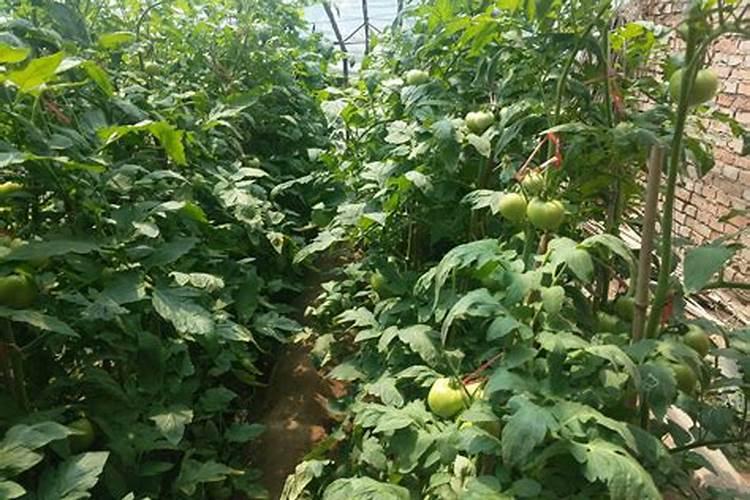 磷酸二氢钾与芸苔素混合给西红柿叶面喷施的配比