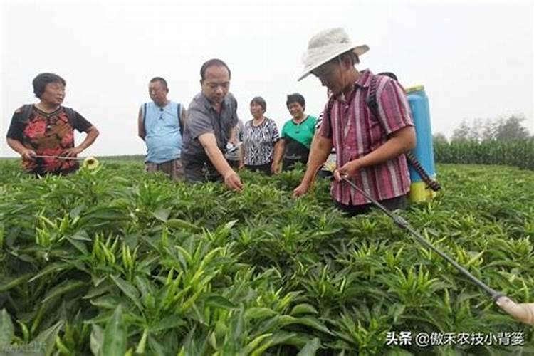 蔬菜用什么复合肥好
