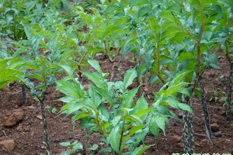 芒果苗移栽多久会发芽 芒果苗移栽后几天发芽