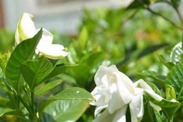 栀子花用什么肥料好？