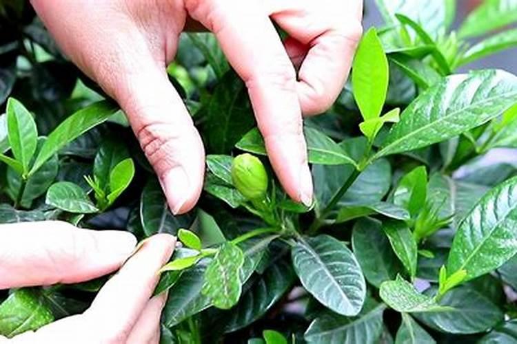 桅子花叶子发枯发黄是怎么了 桅子花叶子发枯发黄是怎么回事