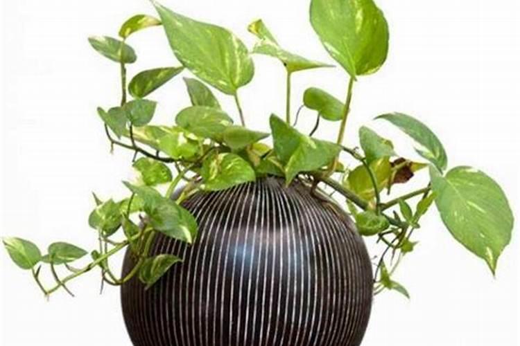 绿萝怎么施肥养才能更旺盛