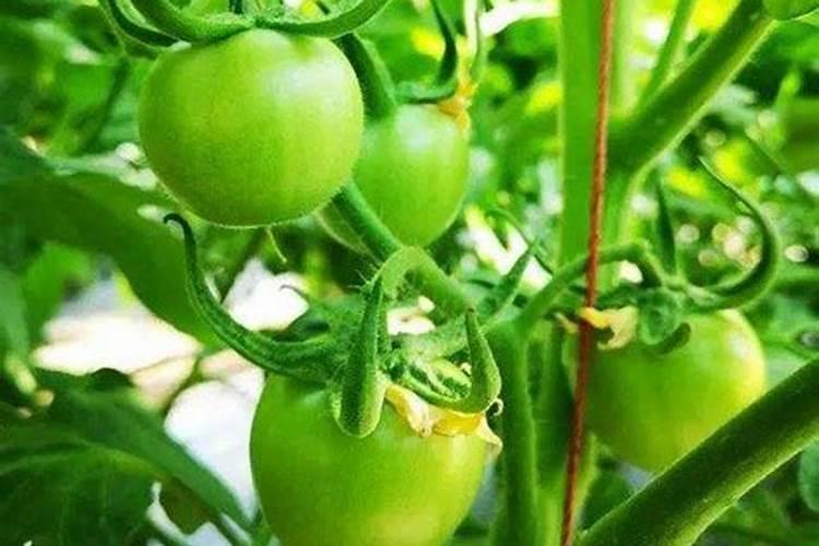 氮肥叶面肥有哪些,氮肥利用率