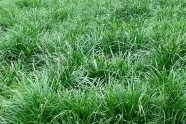 麦冬草属于灌木还是草坪