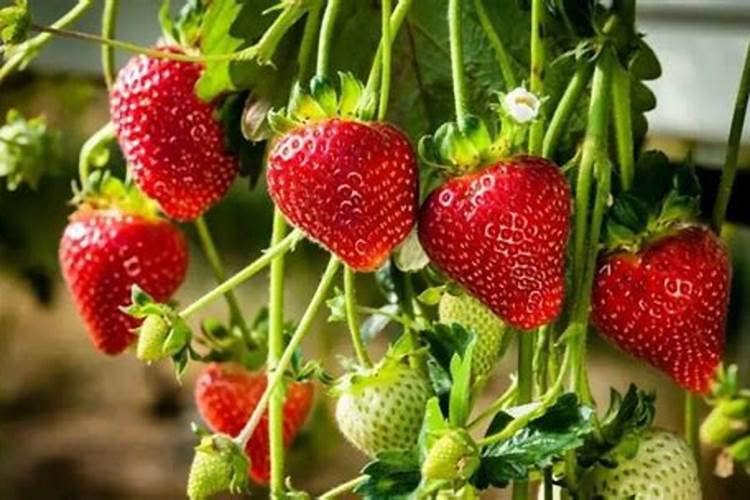 五月兰花长芽期如何施肥盆盆长满芽