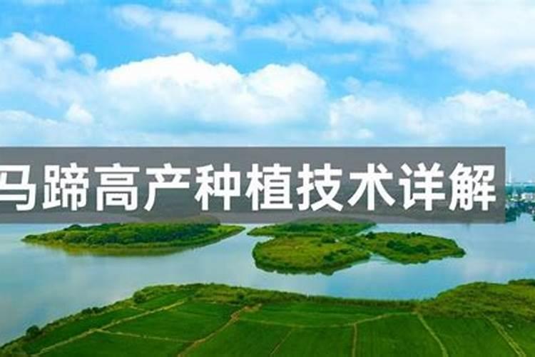 马蹄生理性红尾病很常见,该怎么防治？