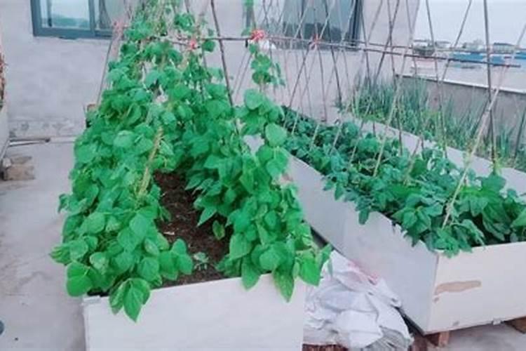 四季豆种植技术