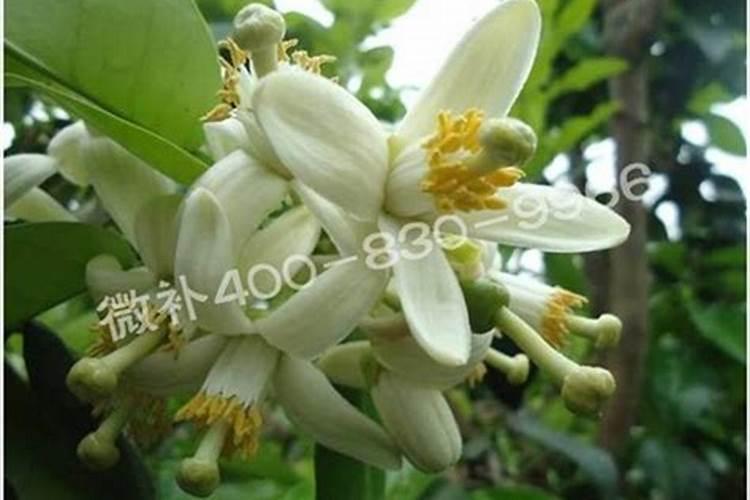 磷酸二氢钾加硼的正确方法