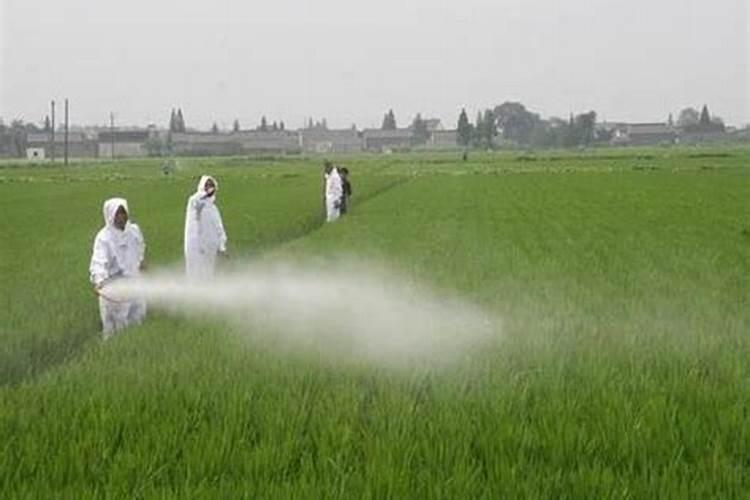 大棚辣子介格多少钱一斤