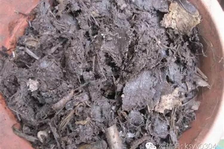 二氢卟酚铁加腐殖酸叶面肥喷施草莓苗有什么作用