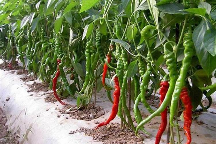 黄杨树什么时候施肥