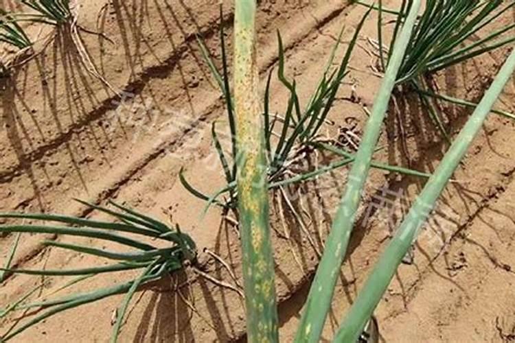 桃树缩叶病特效药