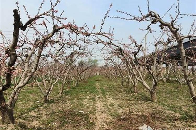 桃树花露红打什么药