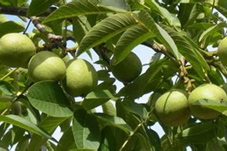 核桃树上啥肥料好呀