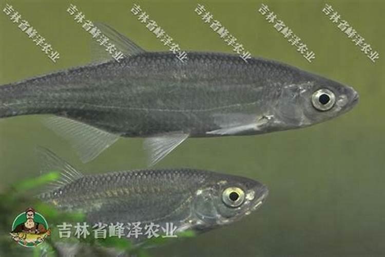 桃树开花时能浇水吗 为什么？