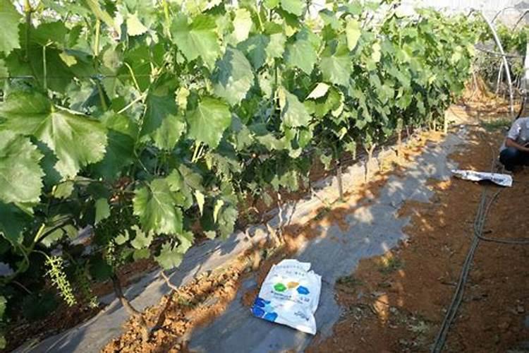 草莓各个时期的施肥方案 什么时候冲高磷肥