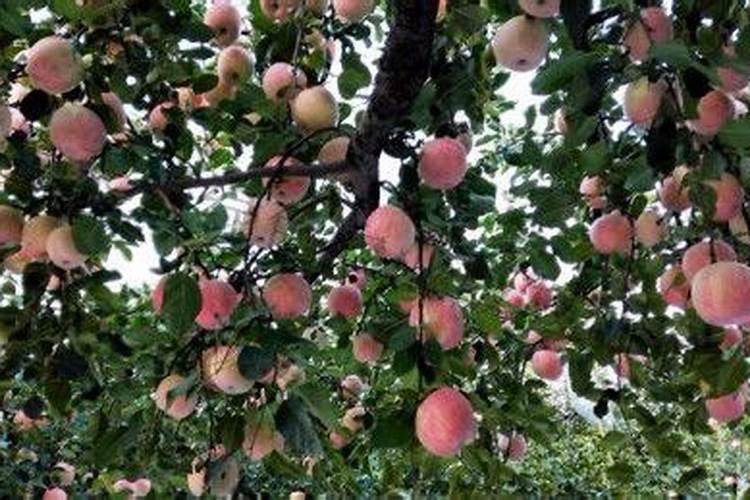 大白菜用什么复合肥