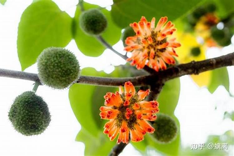 构树施什么肥比较合适？构树优质高产生态种植技术方案!