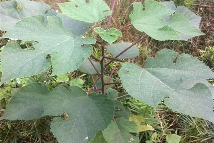 构树栽培的方法 构树栽培的方法如下