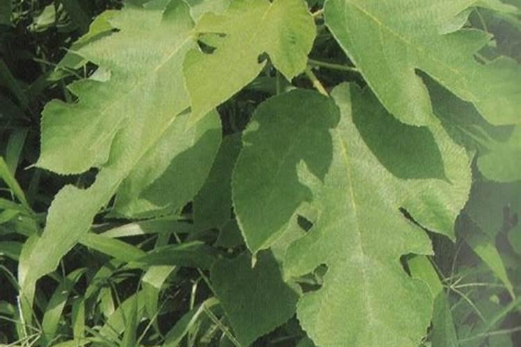 构树结的红果怎么抑制