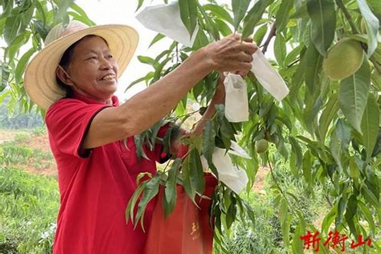 桃套袋前打什么药