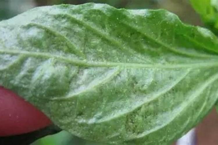 辣椒螨虫危害用什么药打