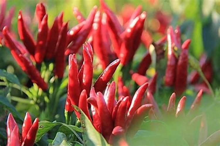 辣椒螨虫危害用什么药打