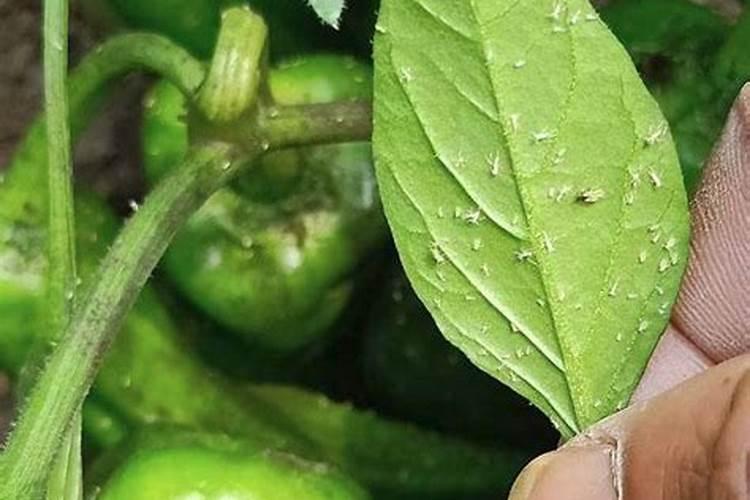 辣椒变成这样是什么病用什么药治