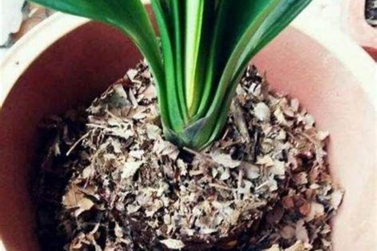 种花营养液怎么使用