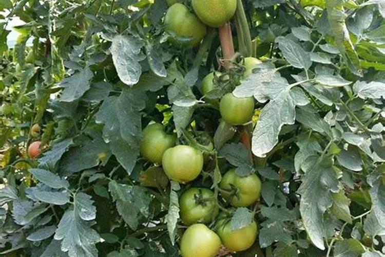 大棚番茄最全冬季施肥方案