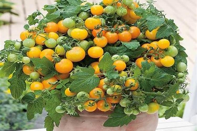 蕃茄施什么肥最好