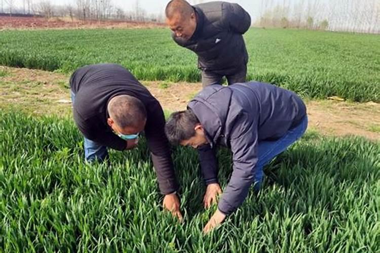 小麦追肥用什么肥料好