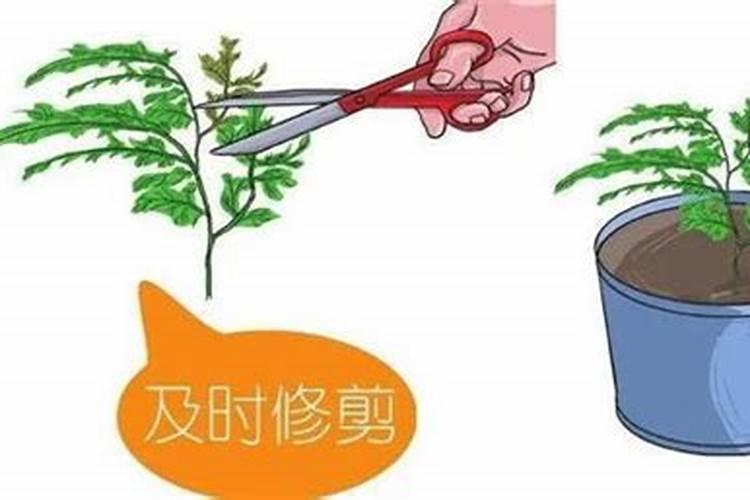 30斤水放多少硼肥