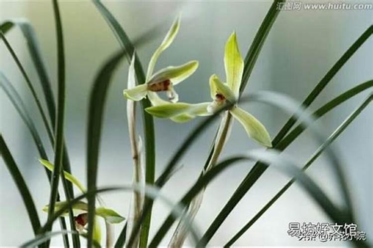 兰花什么季节施肥最好