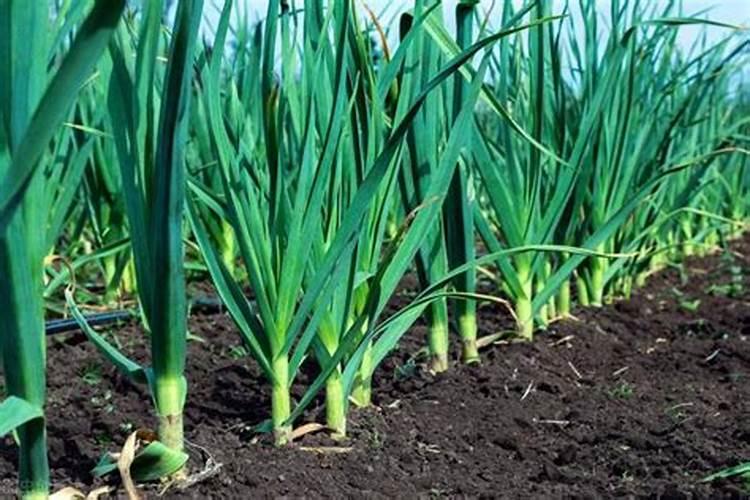 喷什么叶面肥能让韭菜变黑变绿