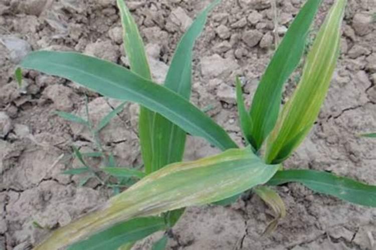 茶叶什么时候施肥最好 茶叶什么时间施肥最合适呢