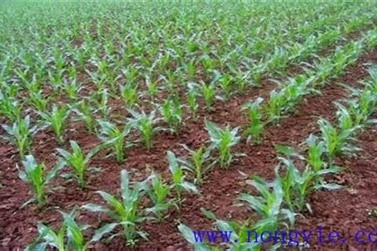 玉米什么时间施硼肥好