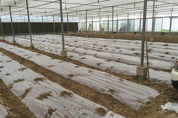 鸡毛有什么作用