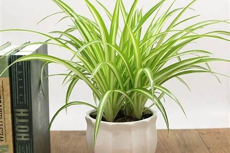 西红柿花期能喷施叶面肥吗